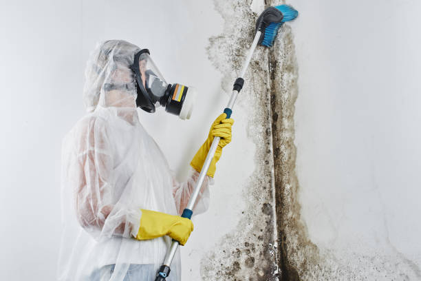 Reliable Dallas, NC Mold Removal & Remediation Solutions